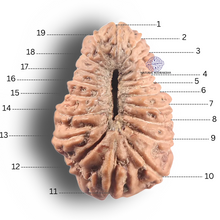 Load image into Gallery viewer, 19 Mukhi Indonesian Rudraksha - Bead 173
