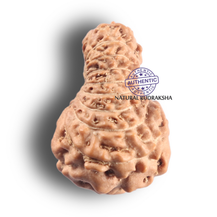 19 Mukhi Indonesian Rudraksha - Bead 174