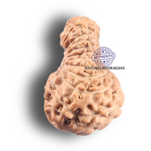 Load image into Gallery viewer, 19 Mukhi Indonesian Rudraksha - Bead 174
