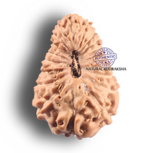 Load image into Gallery viewer, 19 Mukhi Indonesian Rudraksha - Bead 174
