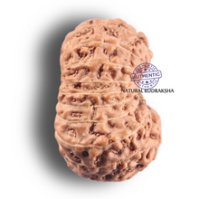 Load image into Gallery viewer, 19 Mukhi Indonesian Rudraksha - Bead 175

