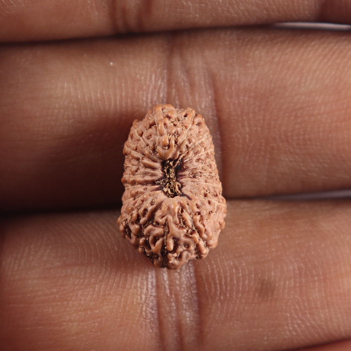 19 Mukhi Indonesian Rudraksha - Bead 175