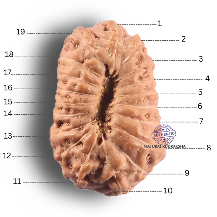 19 Mukhi Indonesian Rudraksha - Bead 175