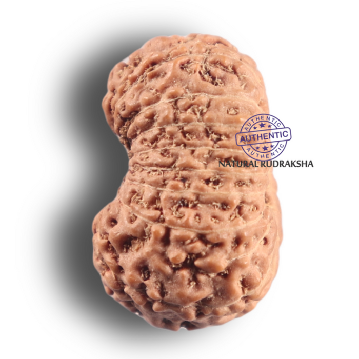 19 Mukhi Indonesian Rudraksha - Bead 175