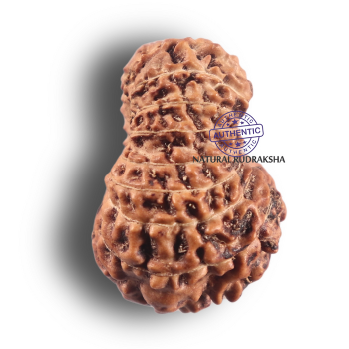 19 Mukhi Indonesian Rudraksha - Bead 176
