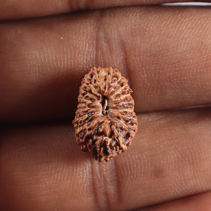 19 Mukhi Indonesian Rudraksha - Bead 176