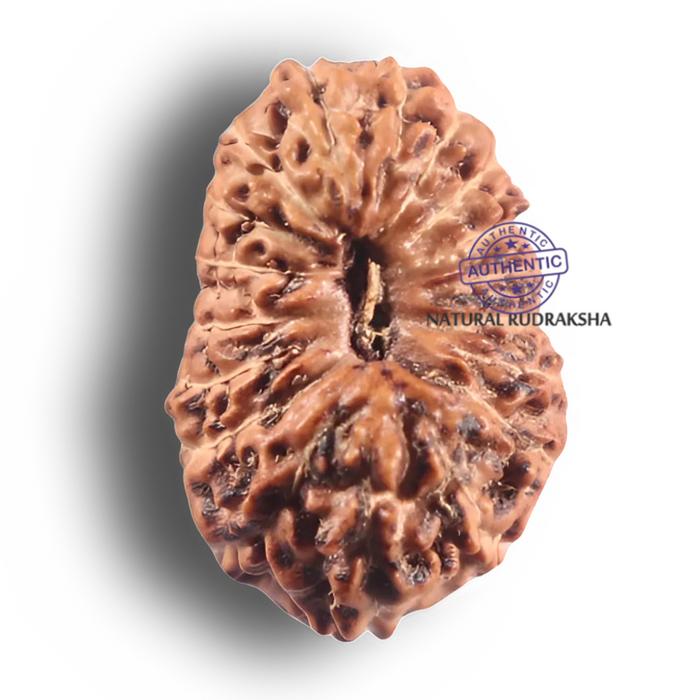 19 Mukhi Indonesian Rudraksha - Bead 176