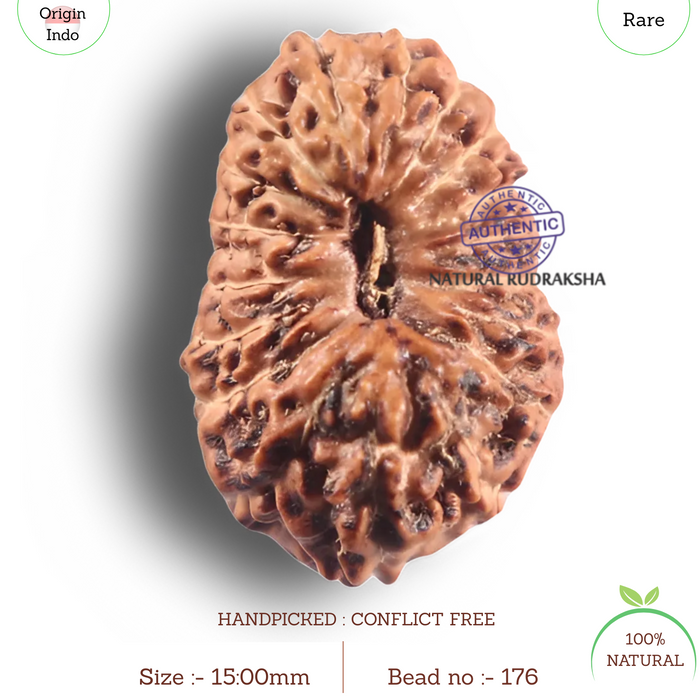 19 Mukhi Indonesian Rudraksha - Bead 176