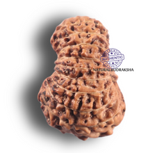 Load image into Gallery viewer, 19 Mukhi Indonesian Rudraksha - Bead 176
