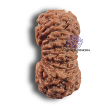 Load image into Gallery viewer, 19 Mukhi Indonesian Rudraksha - Bead 177
