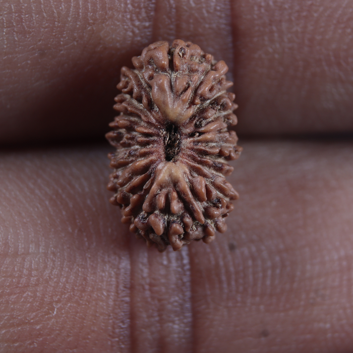 19 Mukhi Indonesian Rudraksha - Bead 177