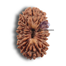 Load image into Gallery viewer, 19 Mukhi Indonesian Rudraksha - Bead 177

