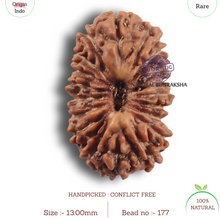 Load image into Gallery viewer, 19 Mukhi Indonesian Rudraksha - Bead 177

