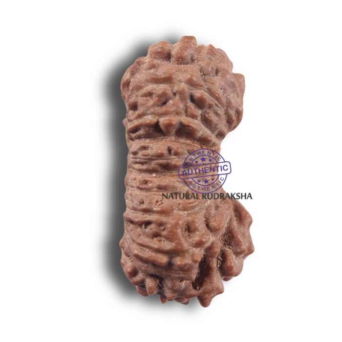 19 Mukhi Indonesian Rudraksha - Bead 178