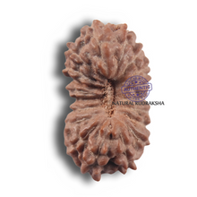 Load image into Gallery viewer, 19 Mukhi Indonesian Rudraksha - Bead 178
