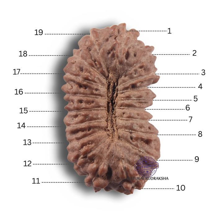 19 Mukhi Indonesian Rudraksha - Bead 178