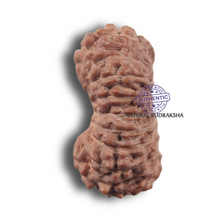 Load image into Gallery viewer, 19 Mukhi Indonesian Rudraksha - Bead 178
