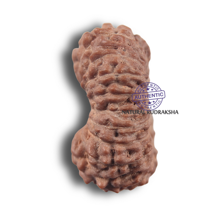 19 Mukhi Indonesian Rudraksha - Bead 178