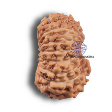 Load image into Gallery viewer, 19 Mukhi Indonesian Rudraksha - Bead 180
