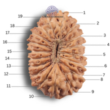 Load image into Gallery viewer, 19 Mukhi Indonesian Rudraksha - Bead 180
