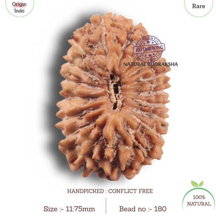 19 Mukhi Indonesian Rudraksha - Bead 180