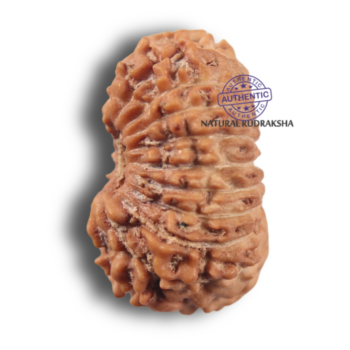 19 Mukhi Indonesian Rudraksha - Bead 180