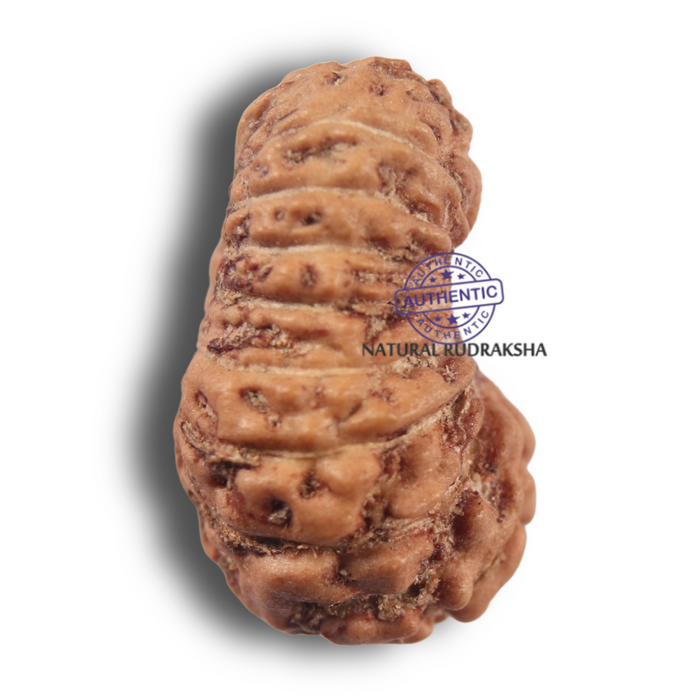 19 Mukhi Indonesian Rudraksha - Bead 181