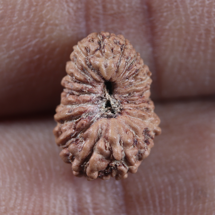 19 Mukhi Indonesian Rudraksha - Bead 181