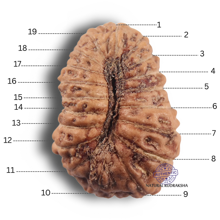 19 Mukhi Indonesian Rudraksha - Bead 181