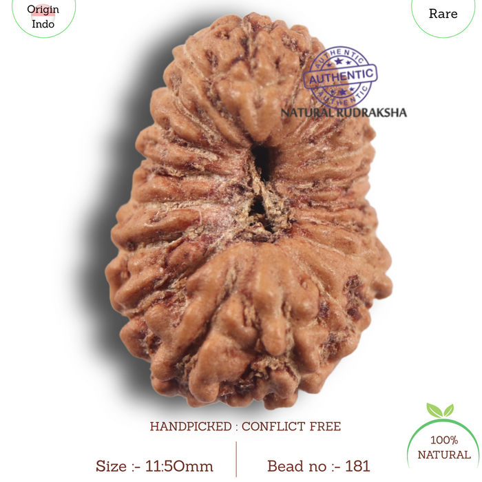19 Mukhi Indonesian Rudraksha - Bead 181