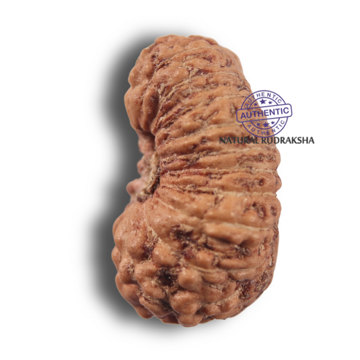 19 Mukhi Indonesian Rudraksha - Bead 181