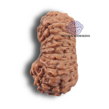 Load image into Gallery viewer, 19 Mukhi Indonesian Rudraksha - Bead 182
