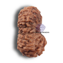 Load image into Gallery viewer, 19 Mukhi Indonesian Rudraksha - Bead 182
