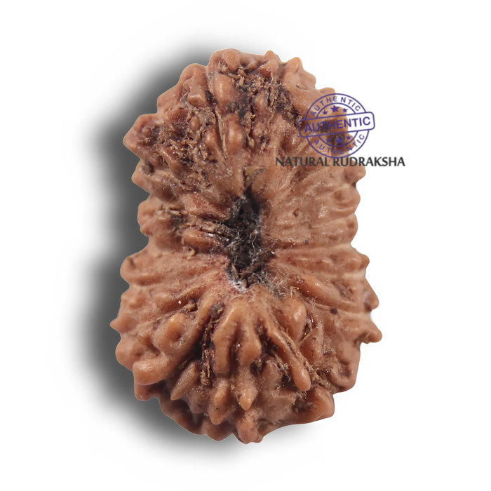 19 Mukhi Indonesian Rudraksha - Bead 182