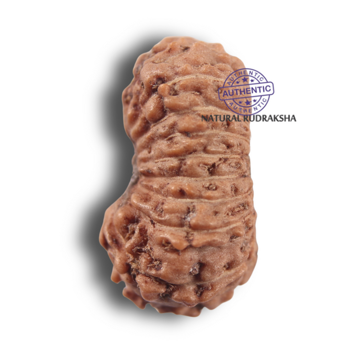 19 Mukhi Indonesian Rudraksha - Bead 182