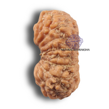 Load image into Gallery viewer, 19 Mukhi Indonesian Rudraksha - Bead 184
