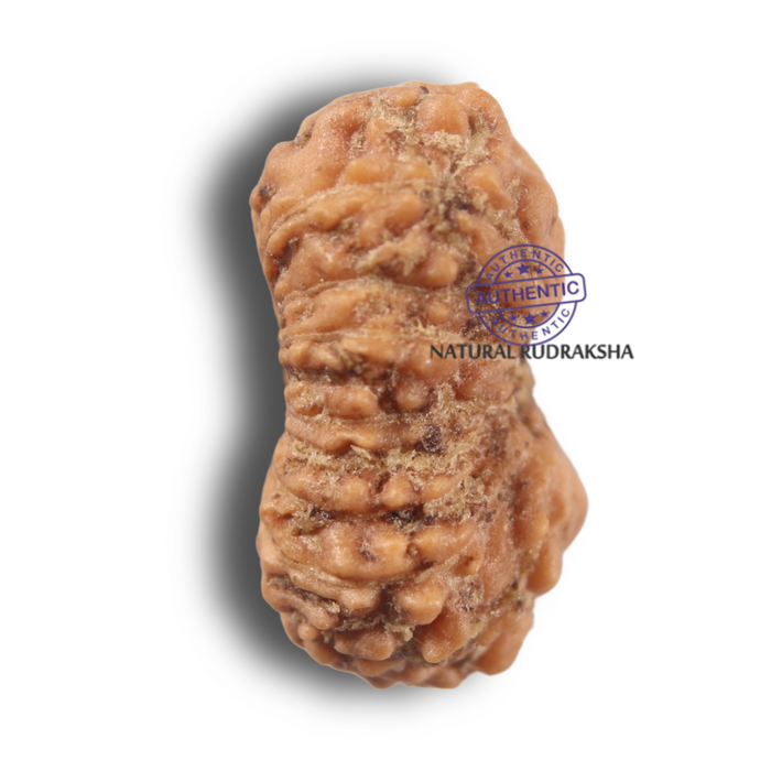 19 Mukhi Indonesian Rudraksha - Bead 184