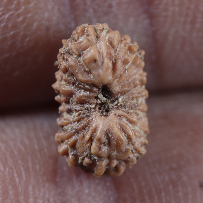 19 Mukhi Indonesian Rudraksha - Bead 184