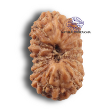 Load image into Gallery viewer, 19 Mukhi Indonesian Rudraksha - Bead 184

