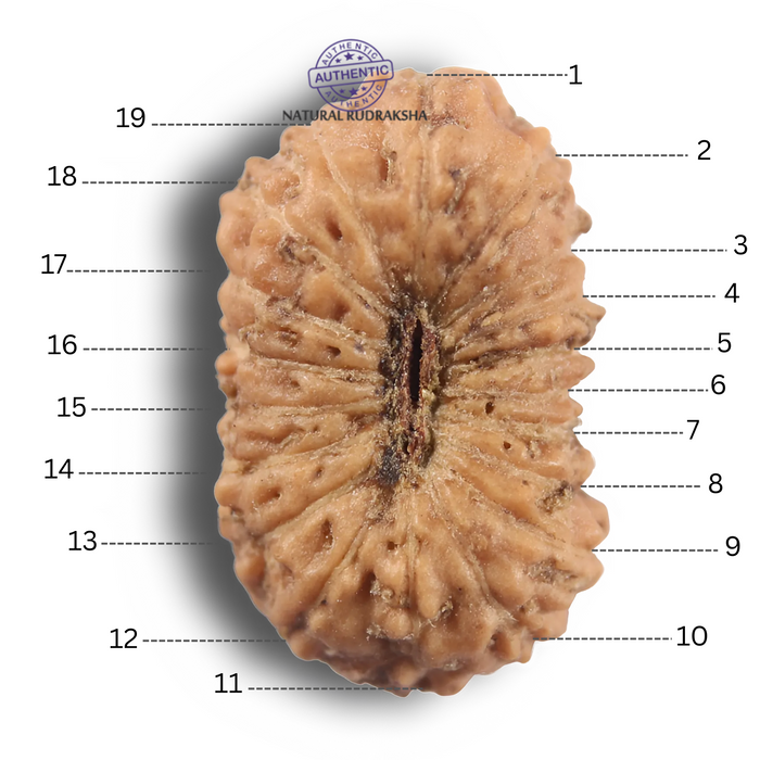 19 Mukhi Indonesian Rudraksha - Bead 184