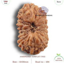 Load image into Gallery viewer, 19 Mukhi Indonesian Rudraksha - Bead 184
