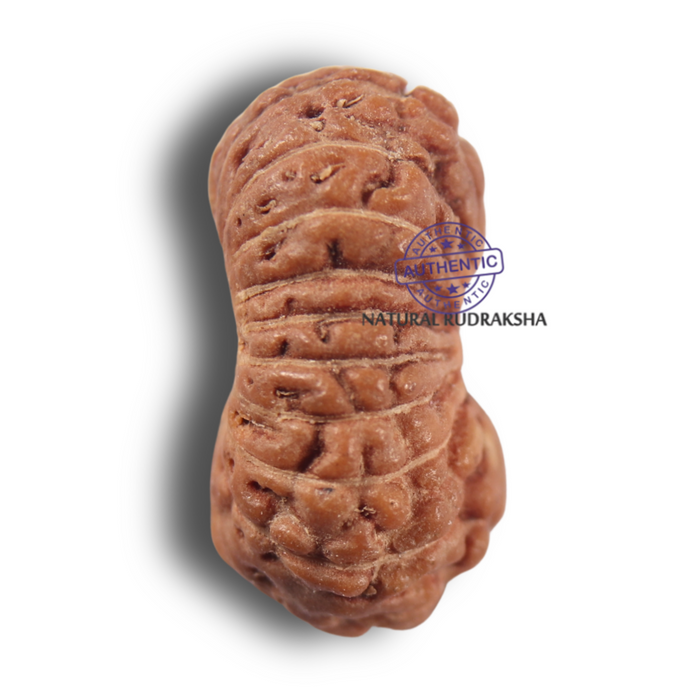 19 Mukhi Indonesian Rudraksha - Bead 185