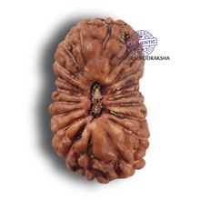 Load image into Gallery viewer, 19 Mukhi Indonesian Rudraksha - Bead 185
