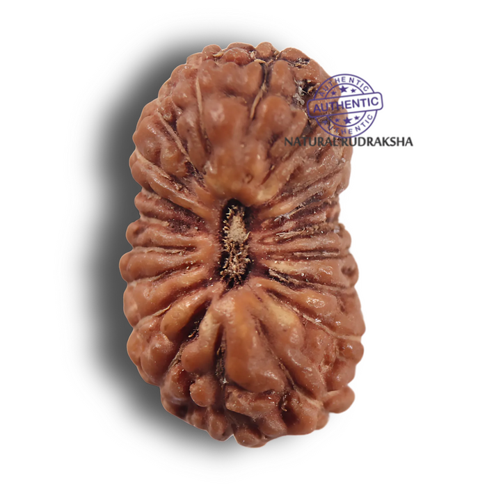19 Mukhi Indonesian Rudraksha - Bead 185