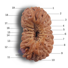 Load image into Gallery viewer, 19 Mukhi Indonesian Rudraksha - Bead 185
