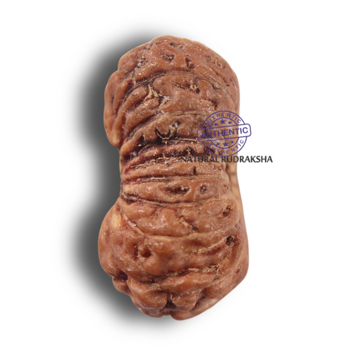 19 Mukhi Indonesian Rudraksha - Bead 185