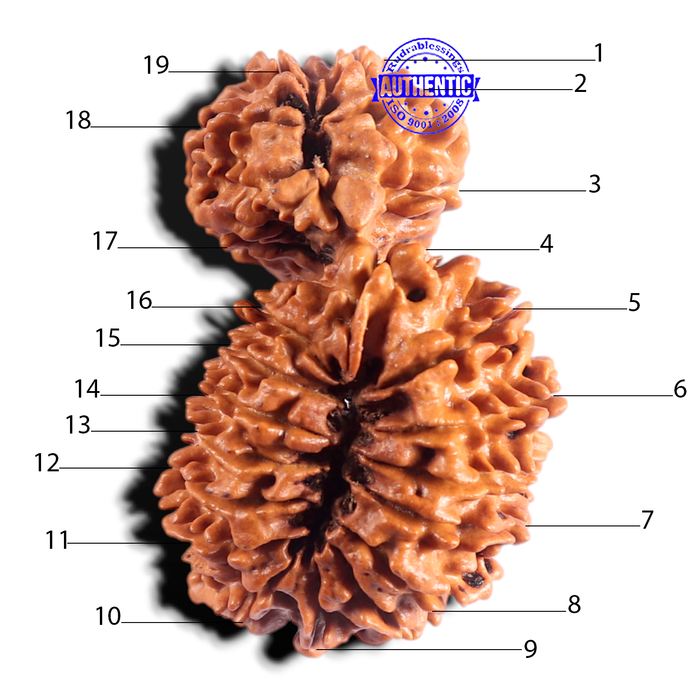 19 Mukhi Gaurishankar Nepalese Rudraksha - Bead No 16