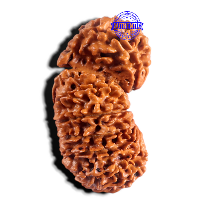 19 Mukhi Gaurishankar Nepalese Rudraksha - Bead No 16