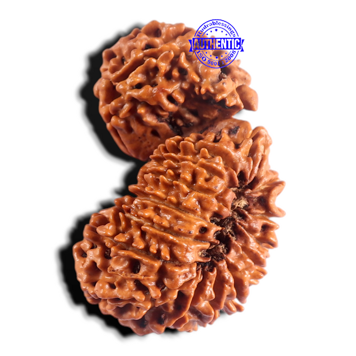 19 Mukhi Gaurishankar Nepalese Rudraksha - Bead No 16