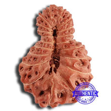 Load image into Gallery viewer, 19 Mukhi Indonesian Rudraksha - Bead 106
